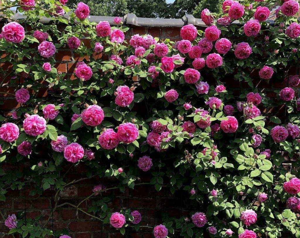 Famous Roses